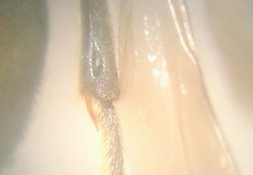 Hedychrum niemelai
